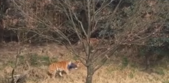 Video: tigres mataron a hombre que saltó muros de zoológico para evitar pagar su entrada