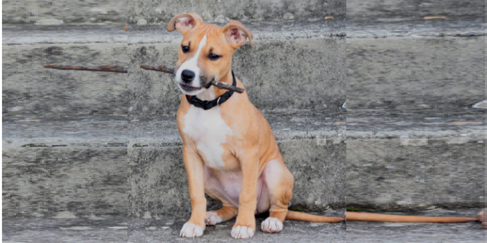 Conmoción en playa de Australia: tiburón devoró a perrita en paseo con su dueño