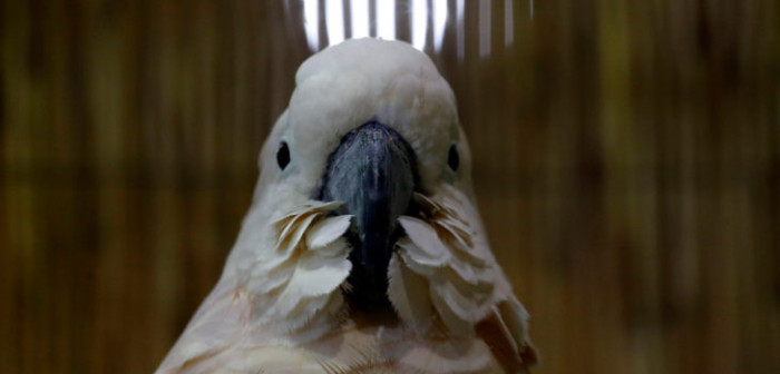 Incautan loro choroy en peligro de extinción que estaba a la venta en Pichilemu