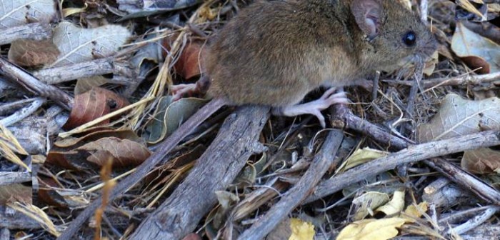 8 casos de hanta registra la región del Bío Bío: advierten que contagios pueden aumentar