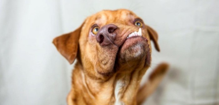 Picasso, el perrito con una deformidad facial que engañó a la muerte: conmovió a las redes