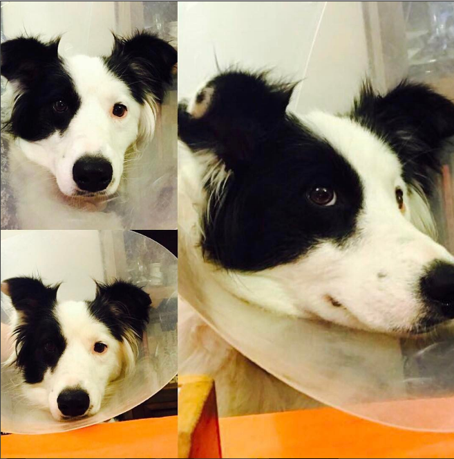 Perrita Megan | Instagram