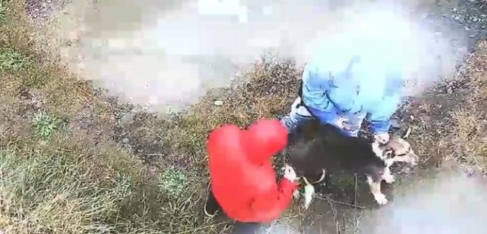 Difunden video con brutal tortura que causó muerte a perrito en Puerto Montt