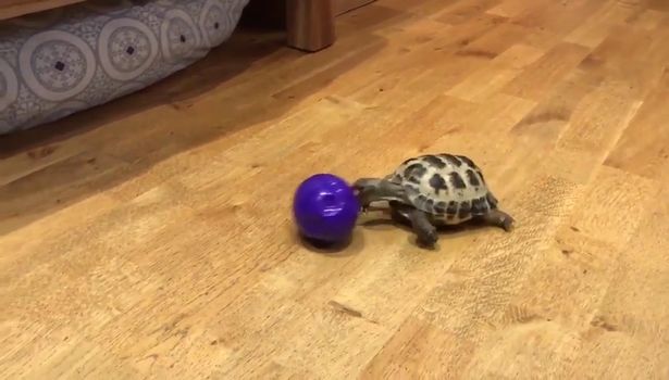 Viral: conoce a Bubba, la tortuga que 'se cree perro'