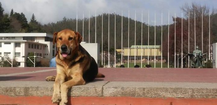 Adiós a Sir Perro UdeC: La emotiva despedida a la mascota más famosa de Concepción