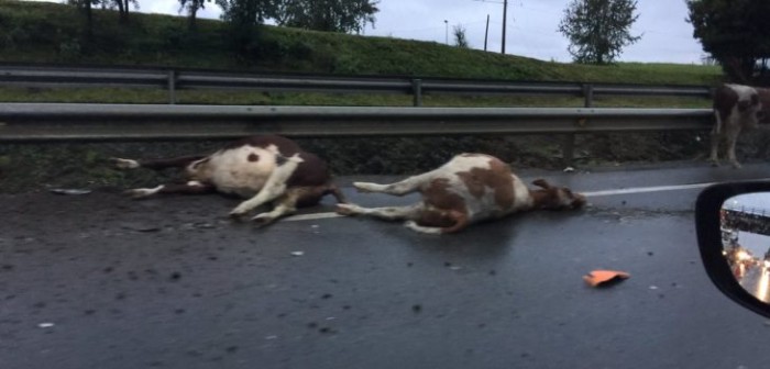 13 terneros murieron tras ser impactados por bus de pasajeros en Los Lagos