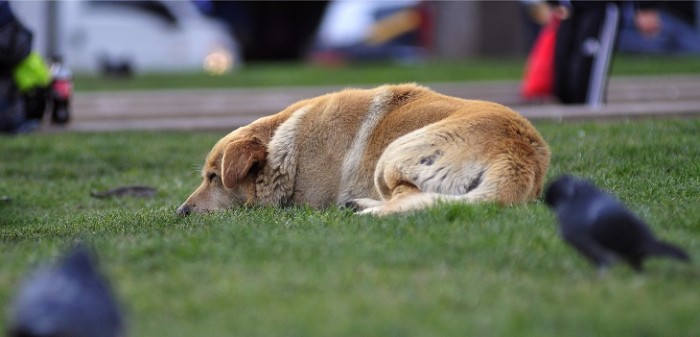 Detienen a vendedor ambulante que mató a joven por defender a perro abandonado