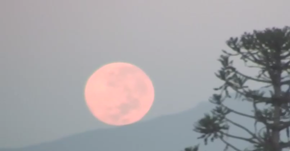 Luna Rosa: Michelle Adam explicó en qué consiste inusual fenómeno que se verá este martes