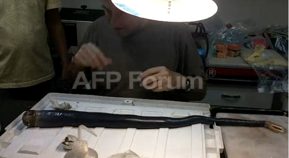 El molusco | AFP Forum