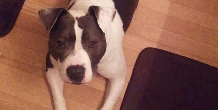 Militar retirada asesinó a escopetazos a perro de terapia en Inglaterra: video la delató