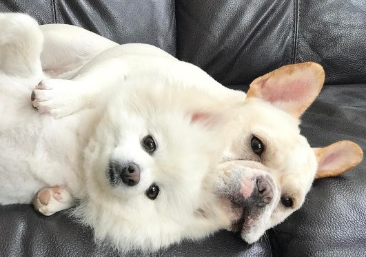 Romántica sesión de fotos pre matrimonial de perritos enternece las redes sociales