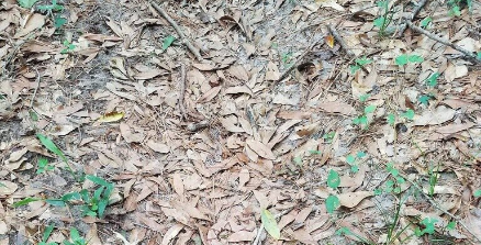 ¿Puedes ver a la serpiente oculta en esta típica fotografía otoñal?