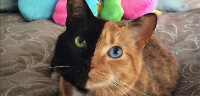 Venus: el tierno gatito que está volviendo loco a Internet por sus 'dos caras'
