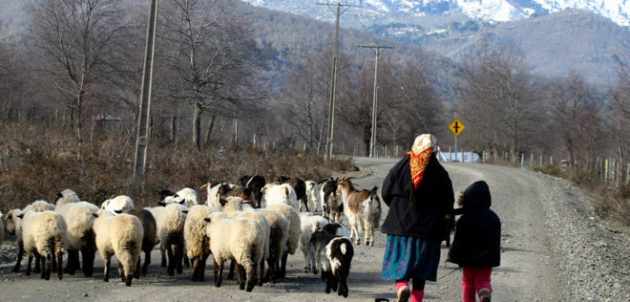 Censo 2017: comunidad indígena de Alto Bío Bío se negó a responder encuesta