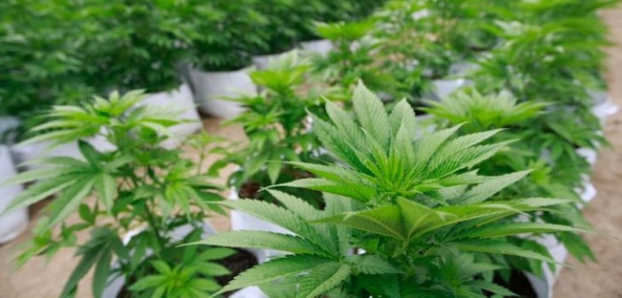 Detienen a joven por 23 plantas de marihuana: su abuela lo denunció