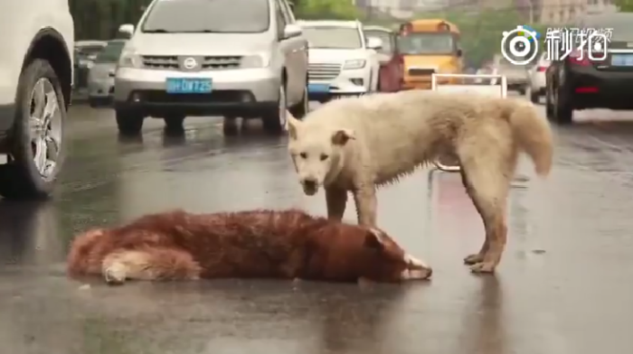 Conmovedor video de perro que intenta revivir a su amigo atropellado se convirtió en viral