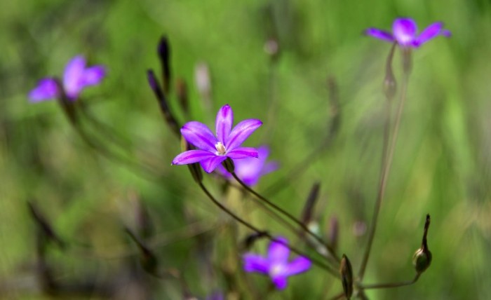 Estudio releva que casi 30 mil plantas tienen propiedades medicinales