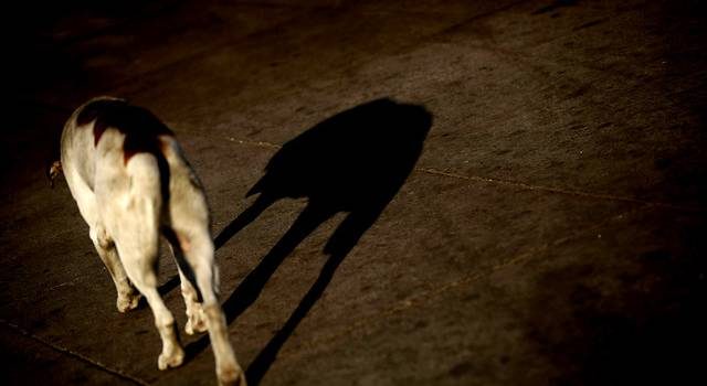 Región de Aysén: 12 personas contagiadas con enfermedad transmitida por animales este año