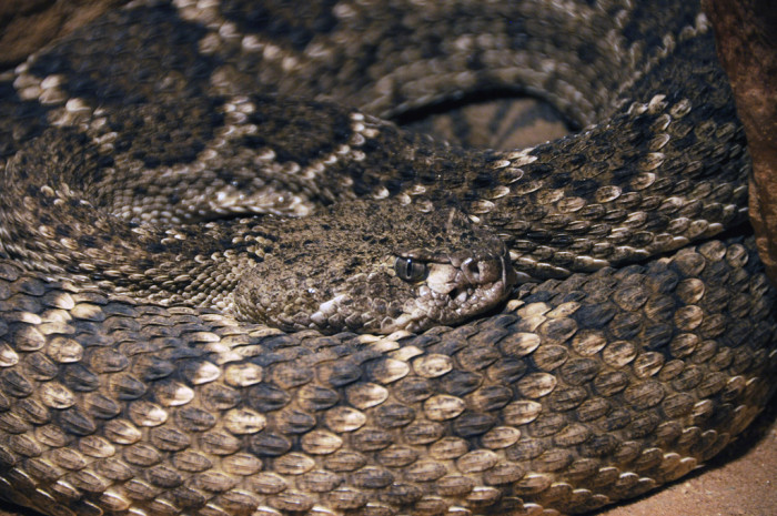 Detienen en Holanda a un ruso que transportaba serpientes en su equipaje