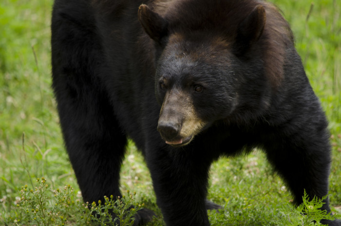 Video muestra feroz ataque de un oso a cazador: el hombre sobrevivió para contarlo