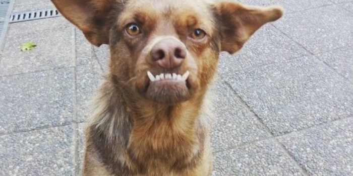 La verdadera historia del Chilaquil, el perro de moda en redes sociales: es chileno