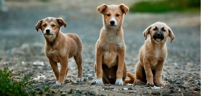 Rescatan cachorros enterrados vivos en Santa Bárbara: buscan identidad de el o los autores