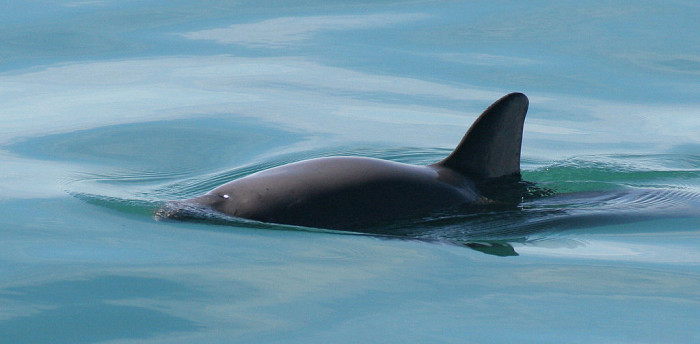 Vaquita marina: la historia del animal que podría extinguirse en 2018