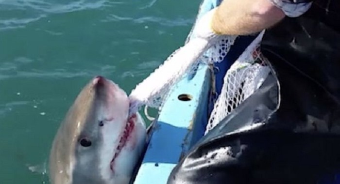 Video muestra instante en que pescador se enfrentó a tiburón: su hijo grabó todo