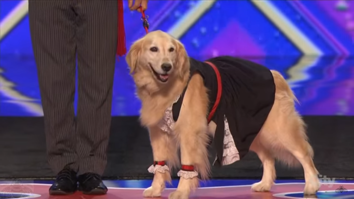 Muere 'Carrie': la perrita que se lució bailando por Chile y el mundo