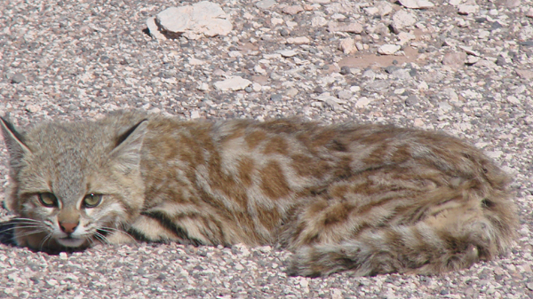Hallan felino nativo del que no había registros hace 20 años en el Maule