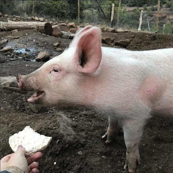 Roxy Cerdita | Instagram