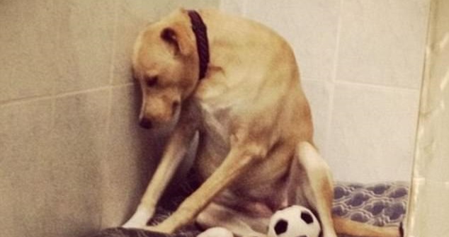 El incierto futuro que enfrenta Lana, la perrita 'más triste del mundo'