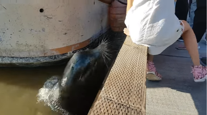 Impactante video captó el momento justo en que lobo marino agarra y lanza al mar a niña