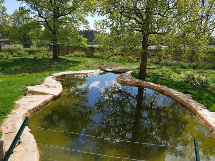 Hay dos enormes tigres de 3 metros en esta foto: ¿puedes verlos?