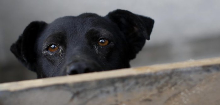 Maltrato animal: hallan gatos y perros congelados en refugio animal de Estados Unidos