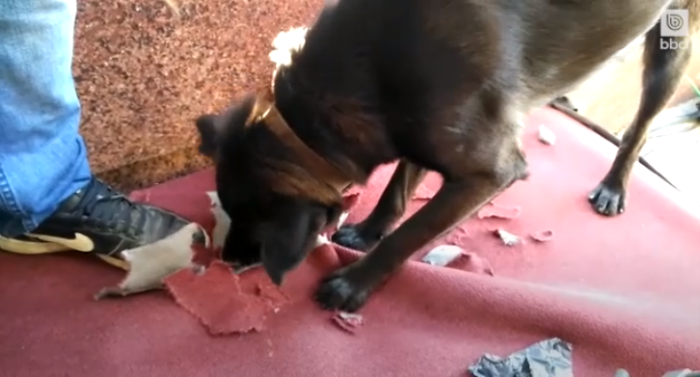 El perro que se robó el protagonismo de la Cuenta Pública tras no respetar el protocolo