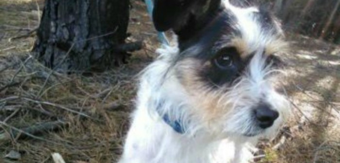 Perrito héroe en San Pedro de la Paz: murió alertando a familia que la casa se quemaba