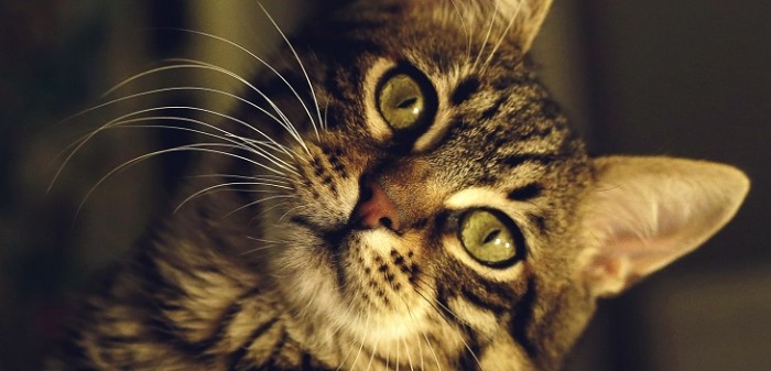 Niña de 11 años se vuelve viral tras compartir sus razones para adoptar un gato