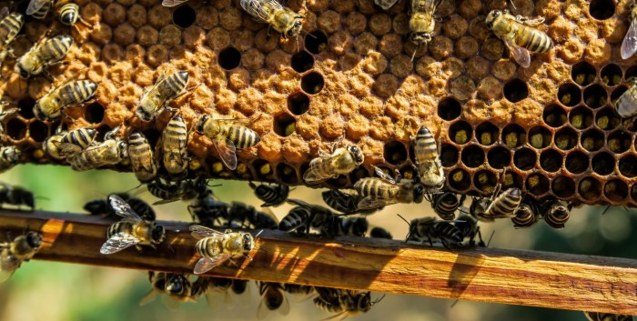 Nidos de avispa: así opera la peligrosa tendencia mundial para el rejuvenecimiento vaginal