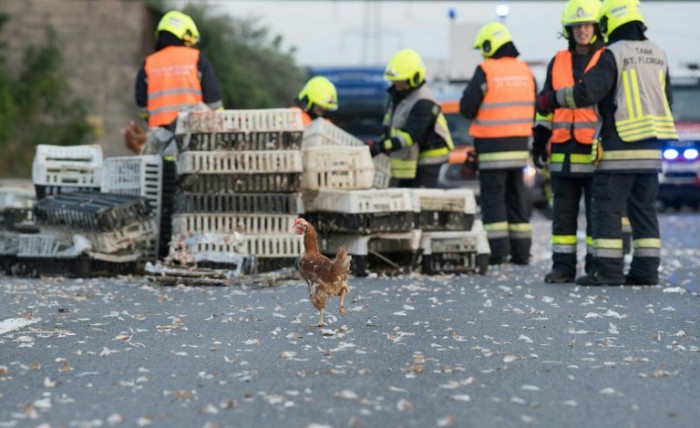 Miles de gallinas bloquean autopista austriaca tras inédito accidente