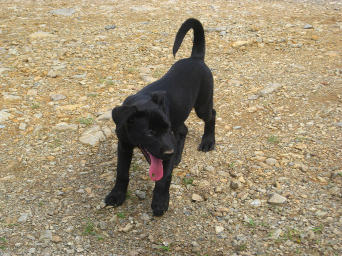 Perro con 'mente criminal' ha sacado aplausos en redes sociales