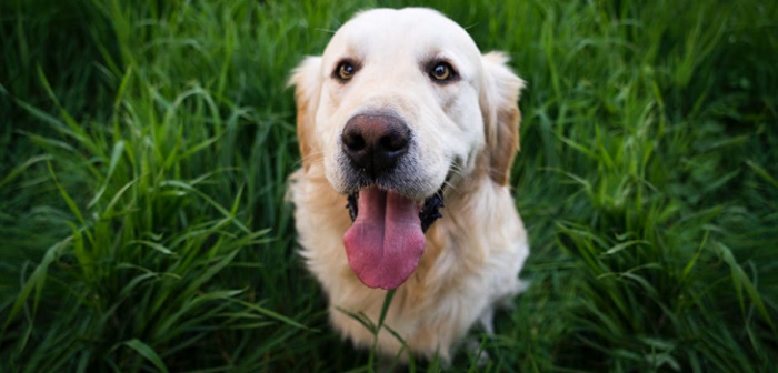 Por una tenencia responsable de mascotas: Gobierno promulga la esperada 