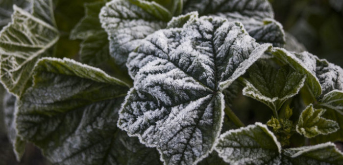 Estas son las temperaturas que se esperan para la próxima semana en Santiago: bajo 0
