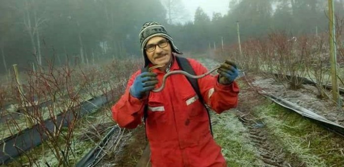 Culebra venenosa y en extinción sorprende a agricultores en campo de arándanos de Gorbea