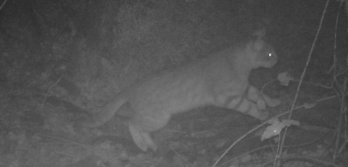 Cámaras captaron por primera vez imágenes de un gato Colocolo