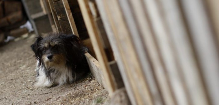 Ley Cholito: ¿Qué aspectos debes considerar si eres dueño de una mascota?