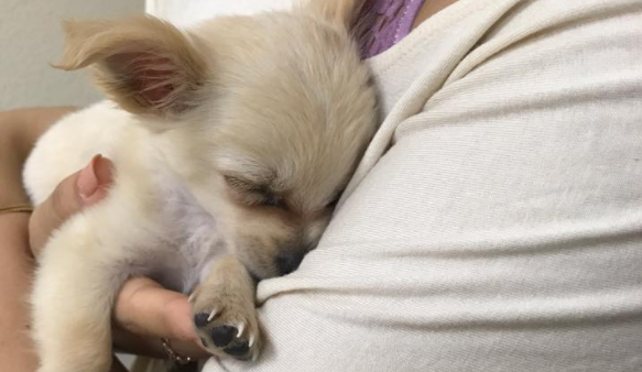 Mujer abandonó a su mascota en aeropuerto y dejó carta para explicar sus motivos: es viral