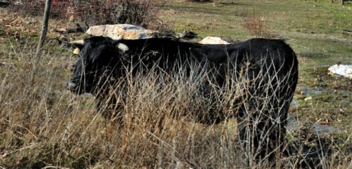 Toro embistió inmueble en Valparaíso: atacó a dueño de casa y lo dejó con graves heridas