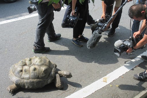 AFP PHOTO / SHIBUKAWA ANIMAL PARK