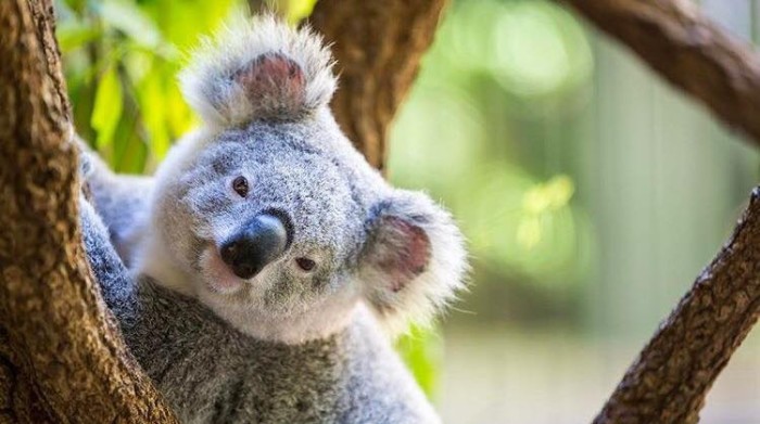 Imagen evidencia fatal tortura de un koala en Australia: lo atornillaron a un poste